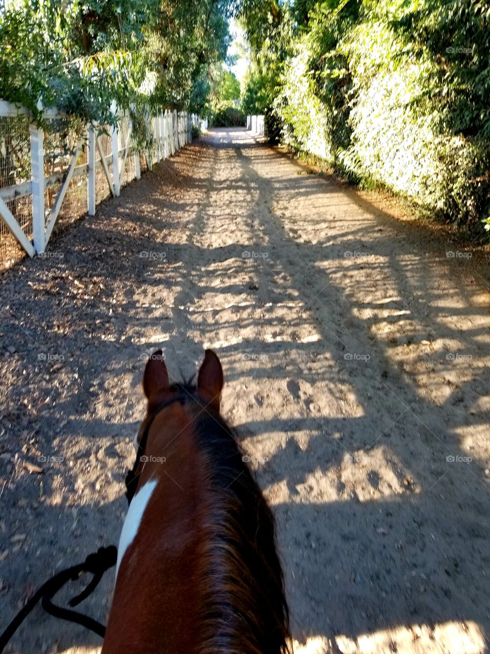 Criss-cross shadows on an equestrian trail