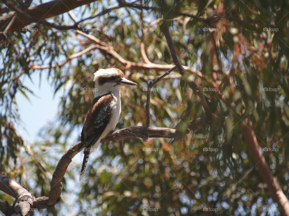 Kookaburra perching on tree