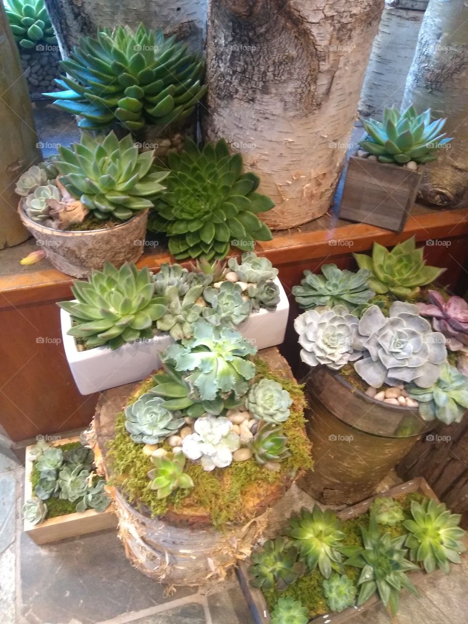 Succulent Plants at Shop