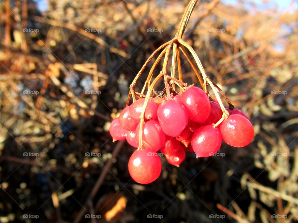 berries of red viburnum