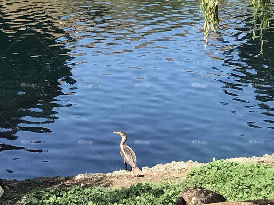 Egret at pond’s edge