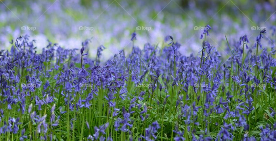Bluebells in Surrey. Taken in Winkworth Arboretum, Surrey