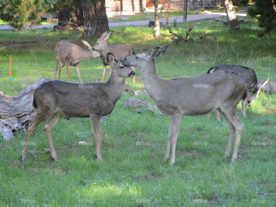 Asilomar deers