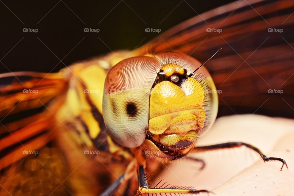 dragonfly. Big Head, Smile