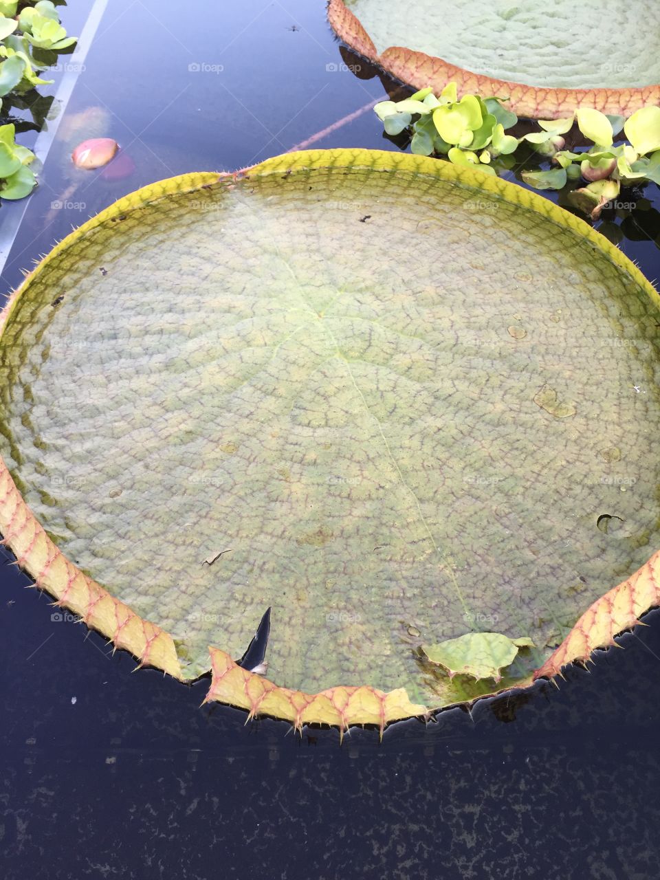 Water Lilly. Taken at the gardens in Everland Resort  Korea