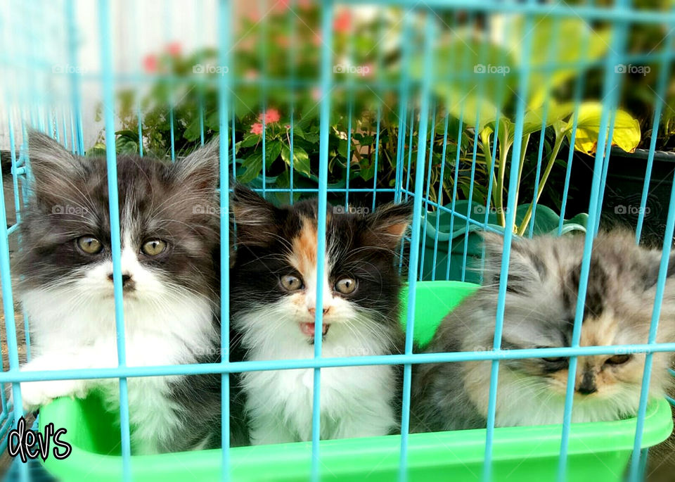 The three of us 🐈