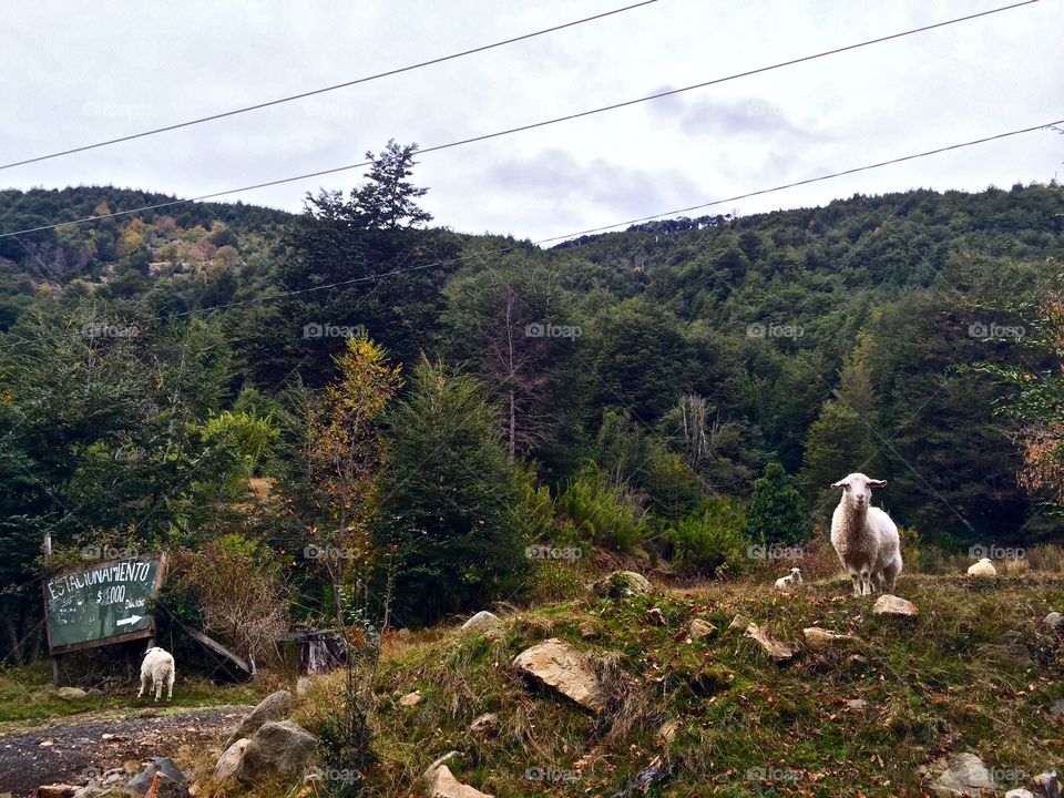 Sheep in Chile 