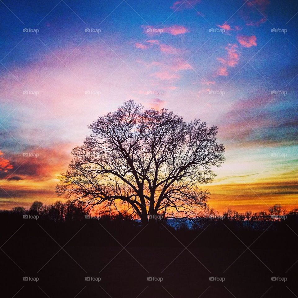 Silhouette of tree at sunset
