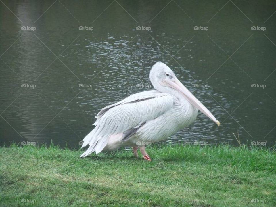 Pelican 