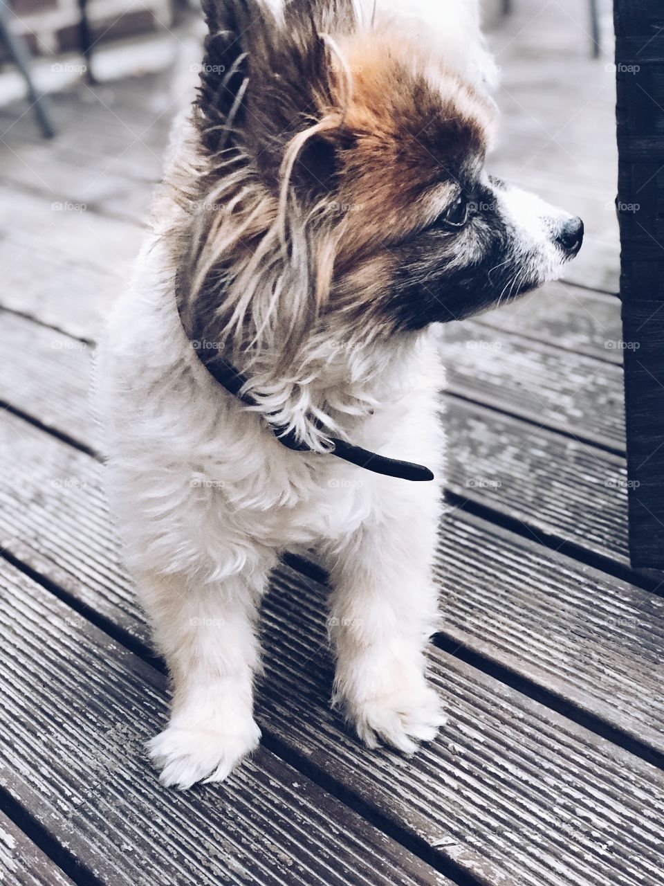 Papillon standing on a wooden floor outdoors