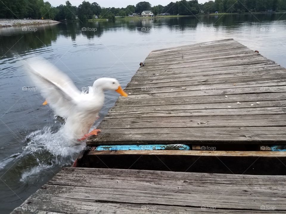 Dudley the duck making a splash