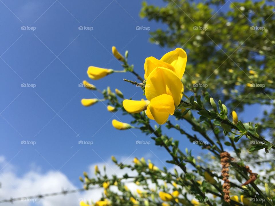 Yellow Flowers. Abundant yellow flowers @ the dog park