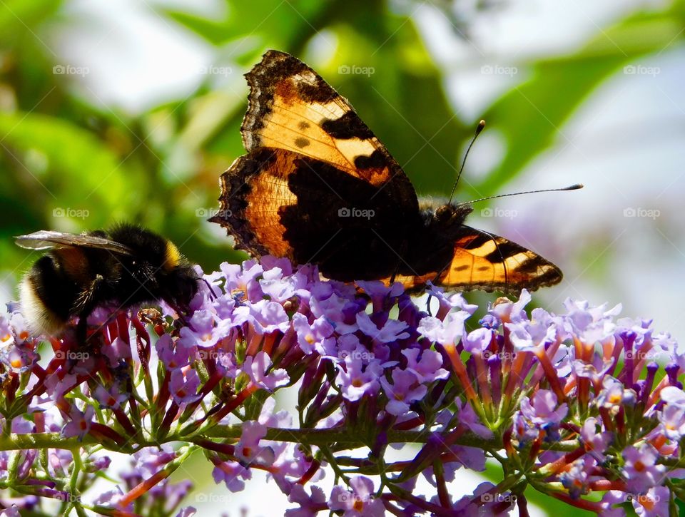 Bee and Butterfly having a drink together