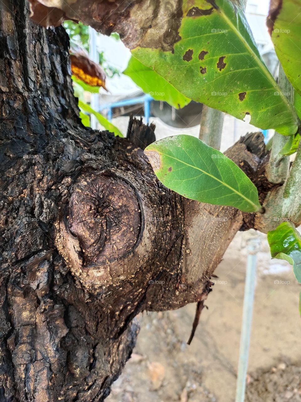 Amazing Shape
Trunk of Tree🌲
Growing Spring 🍀🍀
Branch