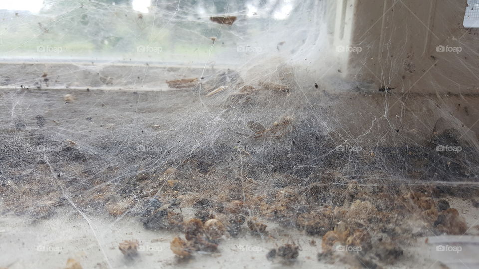 different types of bugs dead on window seal covered with spider web