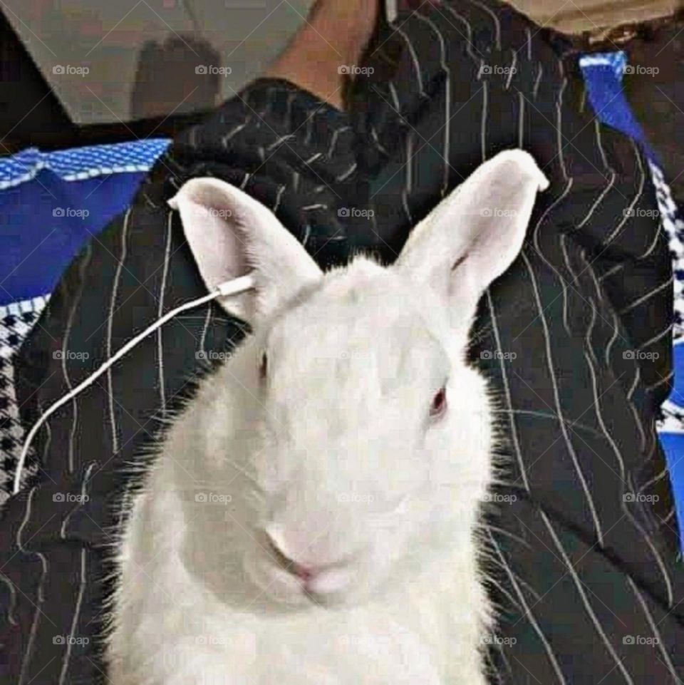 my beautiful and cute rabbit.