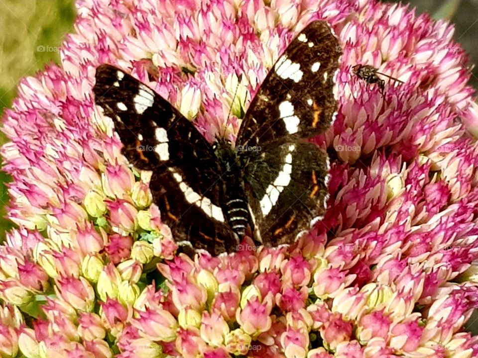 Butterfly on flower