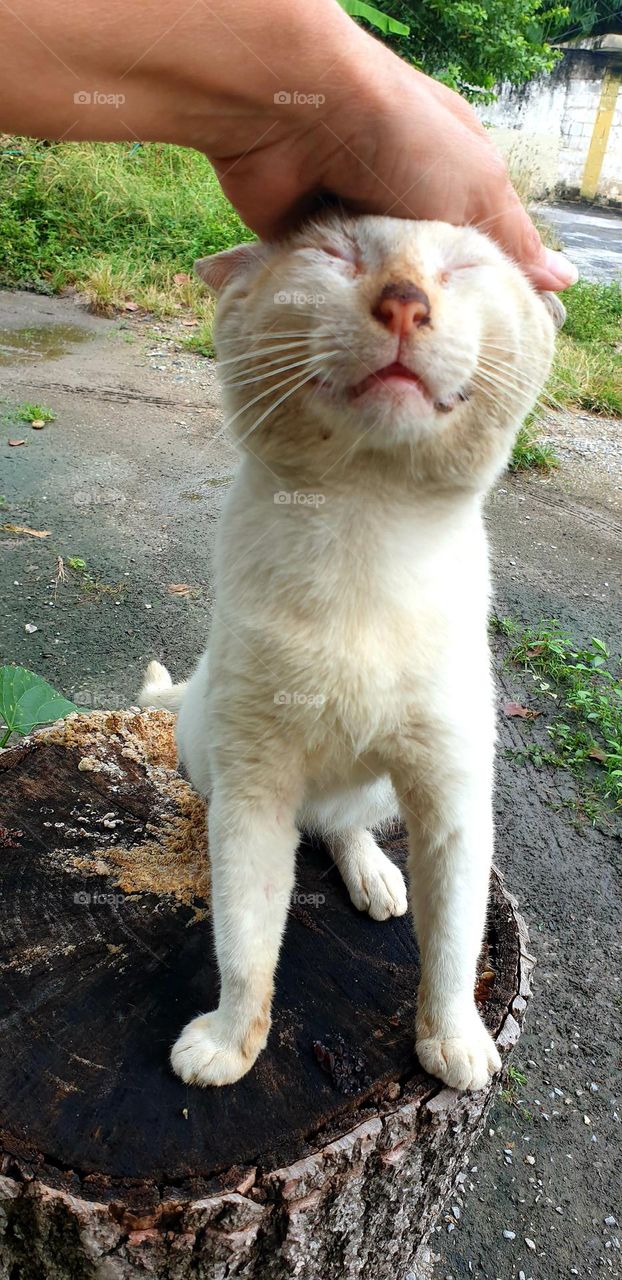 spoiled of the house, tender caress that moves and causes feeling to the white cat