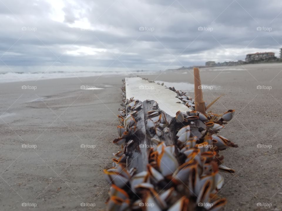 Driftwood