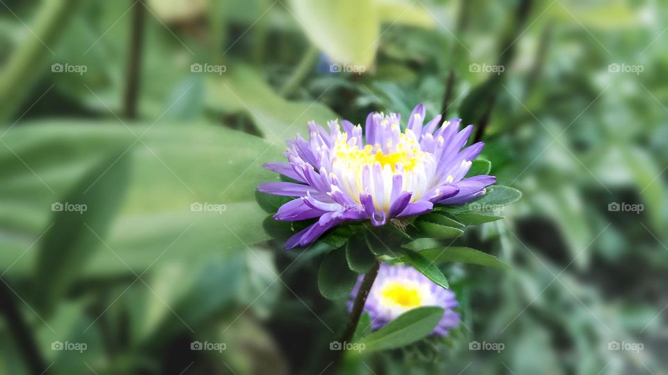 purple aster flower