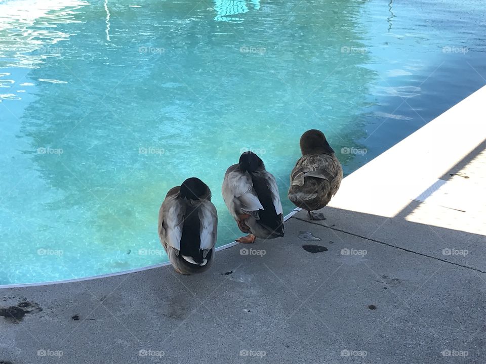 Pet ducks