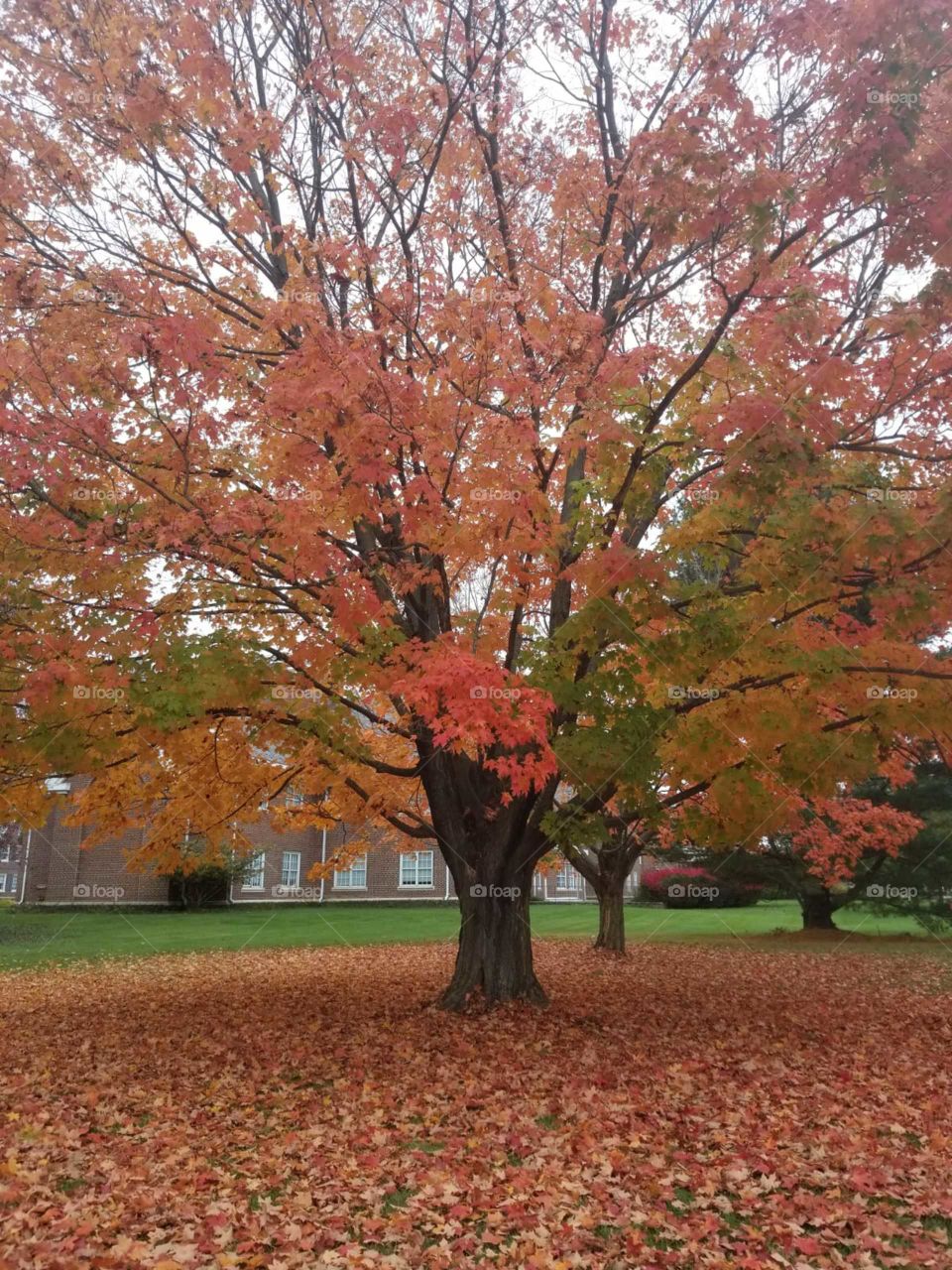 Fall
