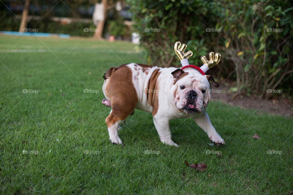 English Bulldog with gold horn walk on the park