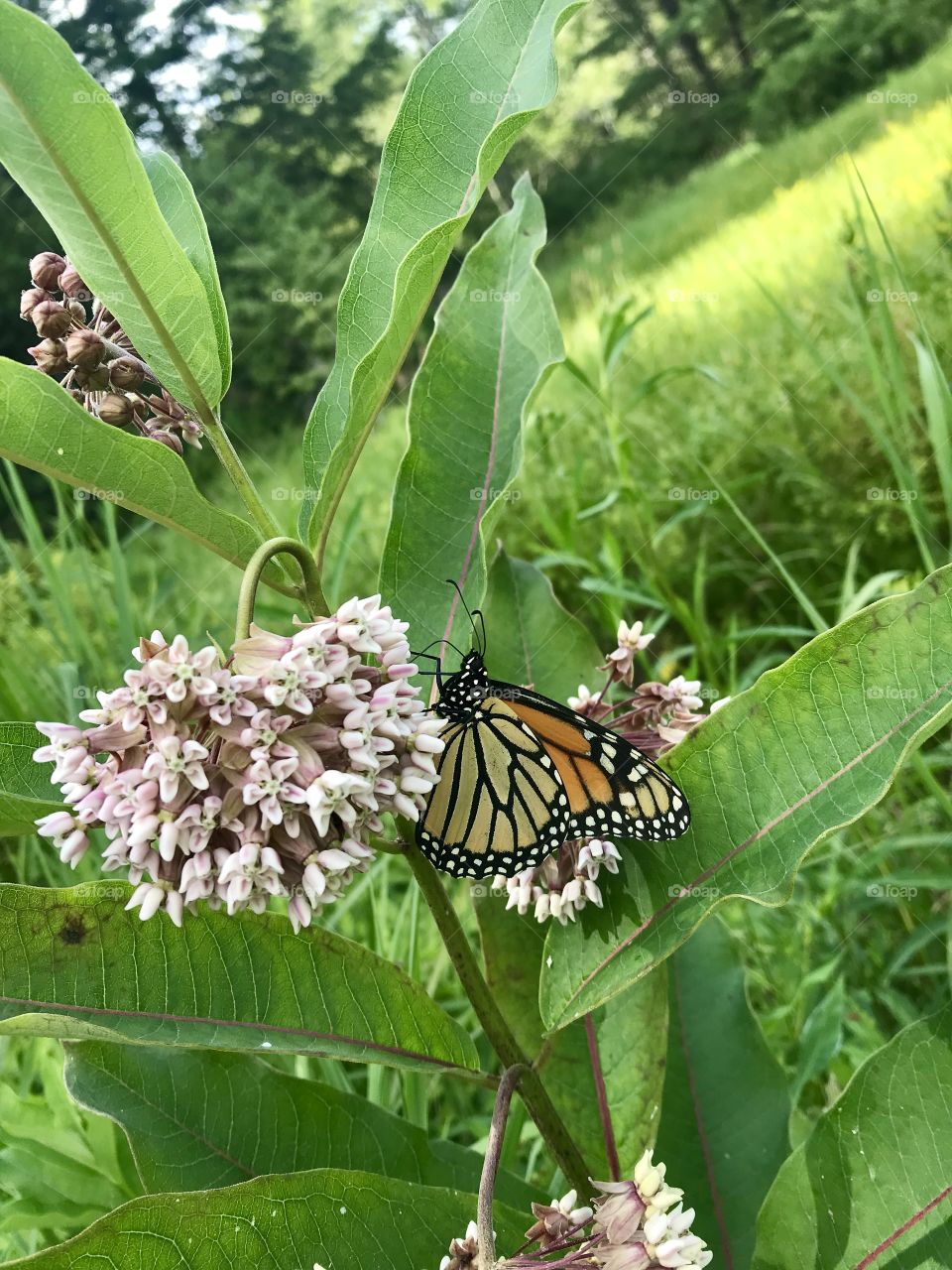 A butterfly on a flower 