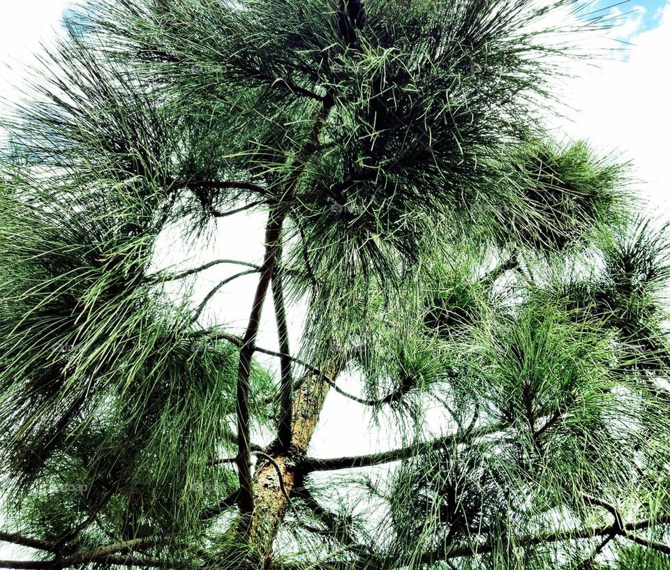 green nature tree branch by rebelf