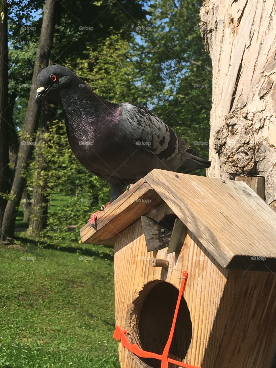 pigeon sitting on his house, angry bird 