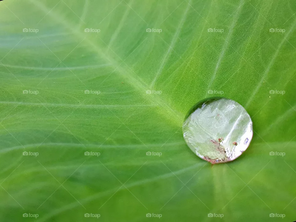 drop