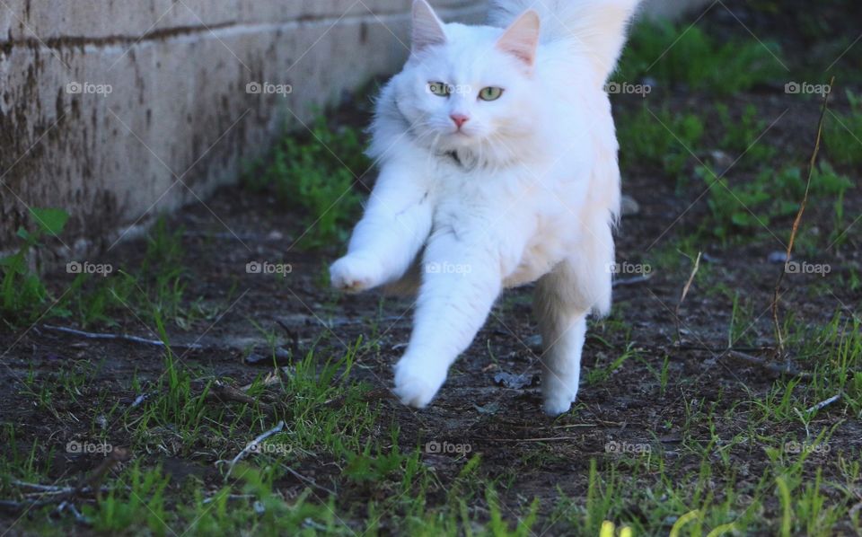 Running through the backyard on a beautiful spring day