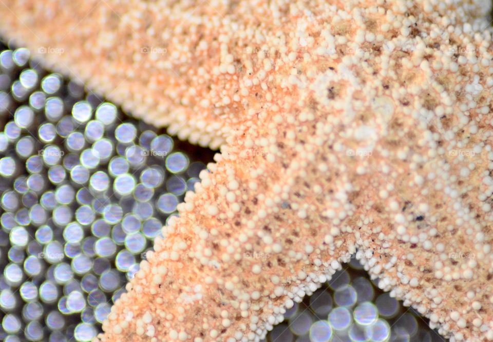 Starfish 
 
