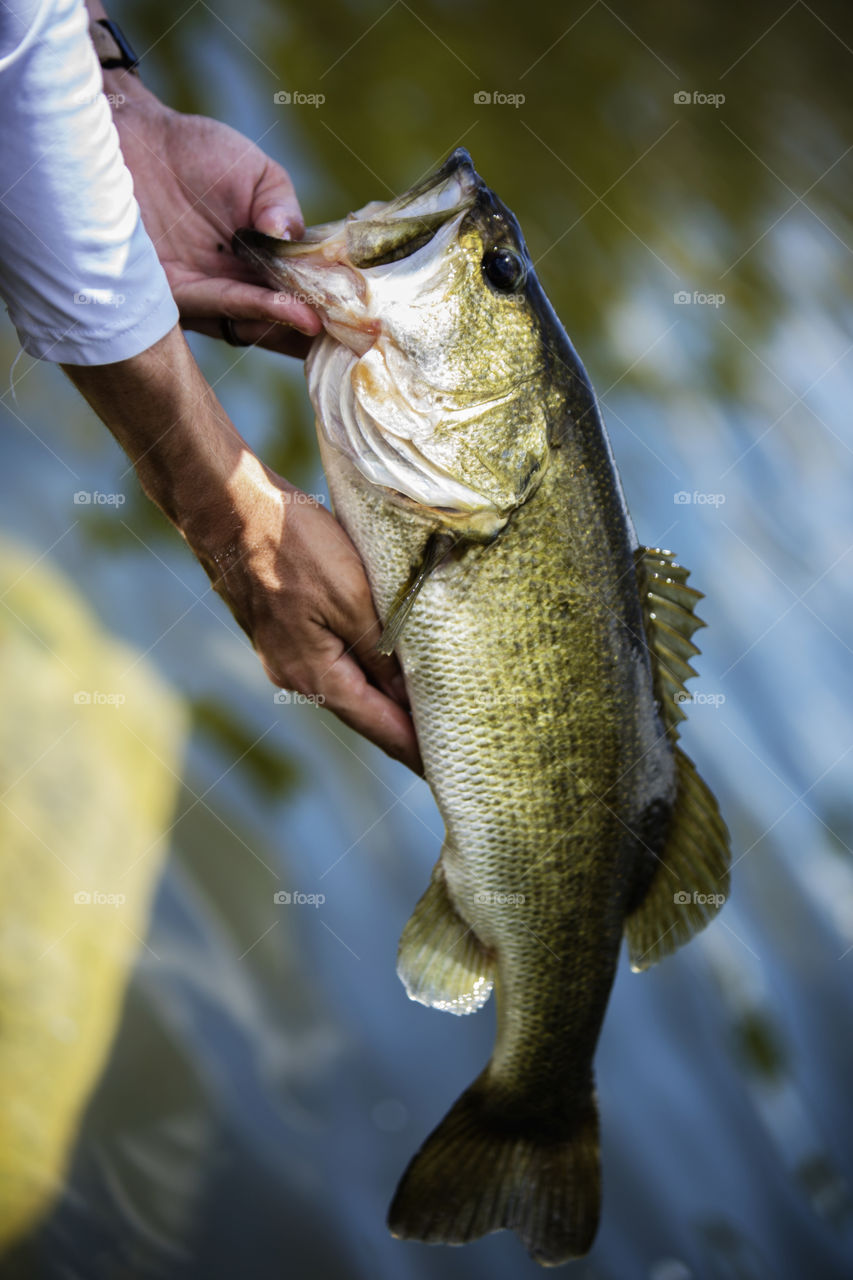Big Largemouth Bass