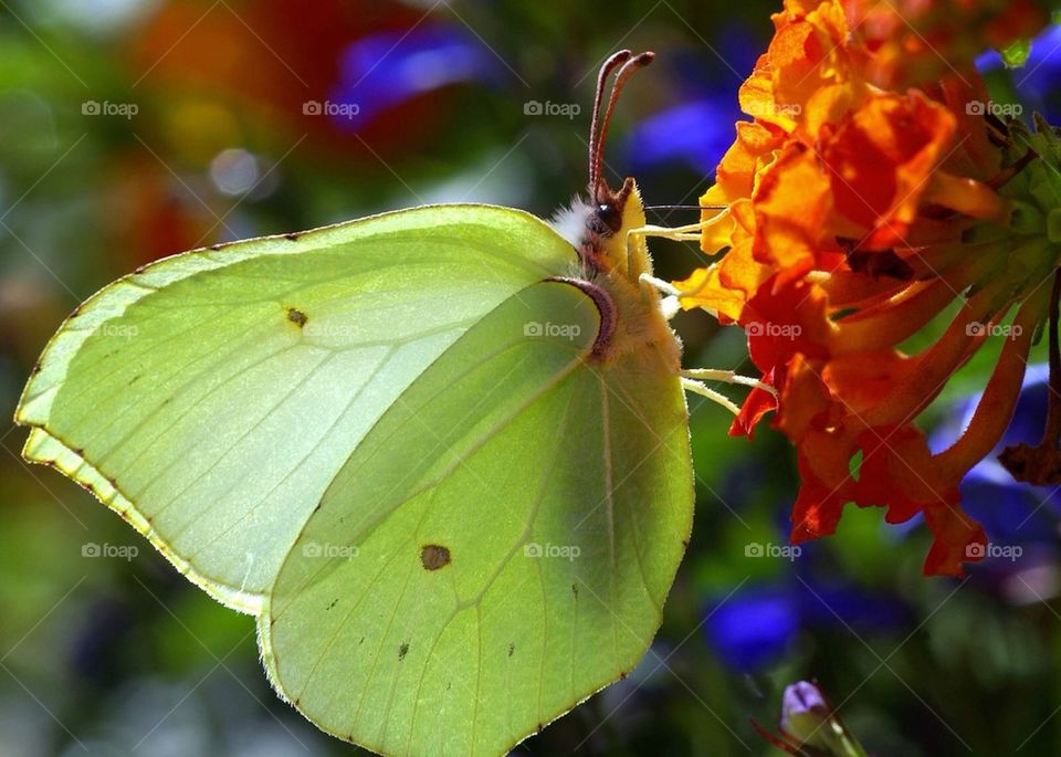 Butterfly by Cekari