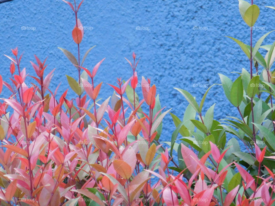 Ornamental plant colourful leaves in park, Garden