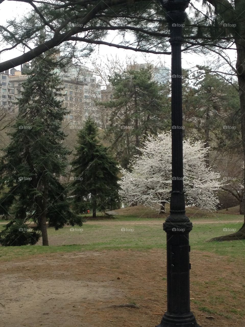 Spring time in Central Park