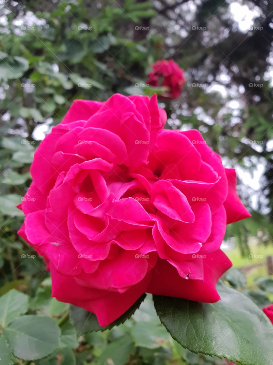 rose