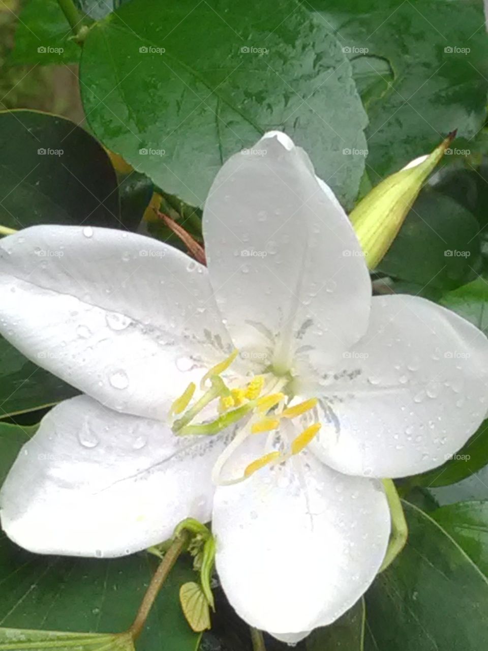 This is a very beautiful flower and very nice showing colors lovely white.