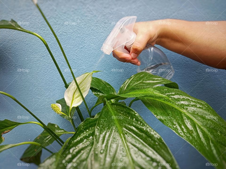 Watering the peace lily plant