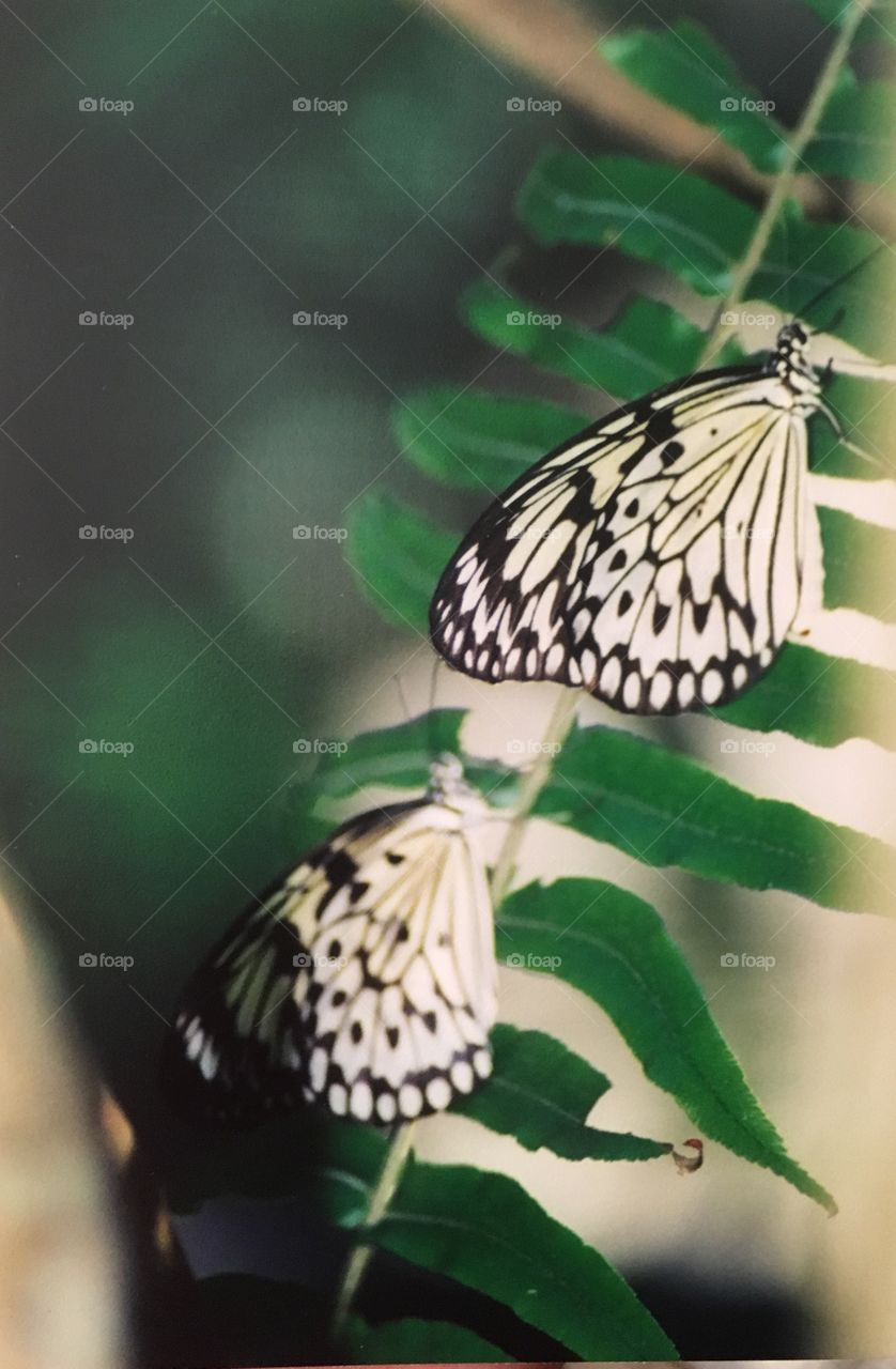 2 butterfly's 