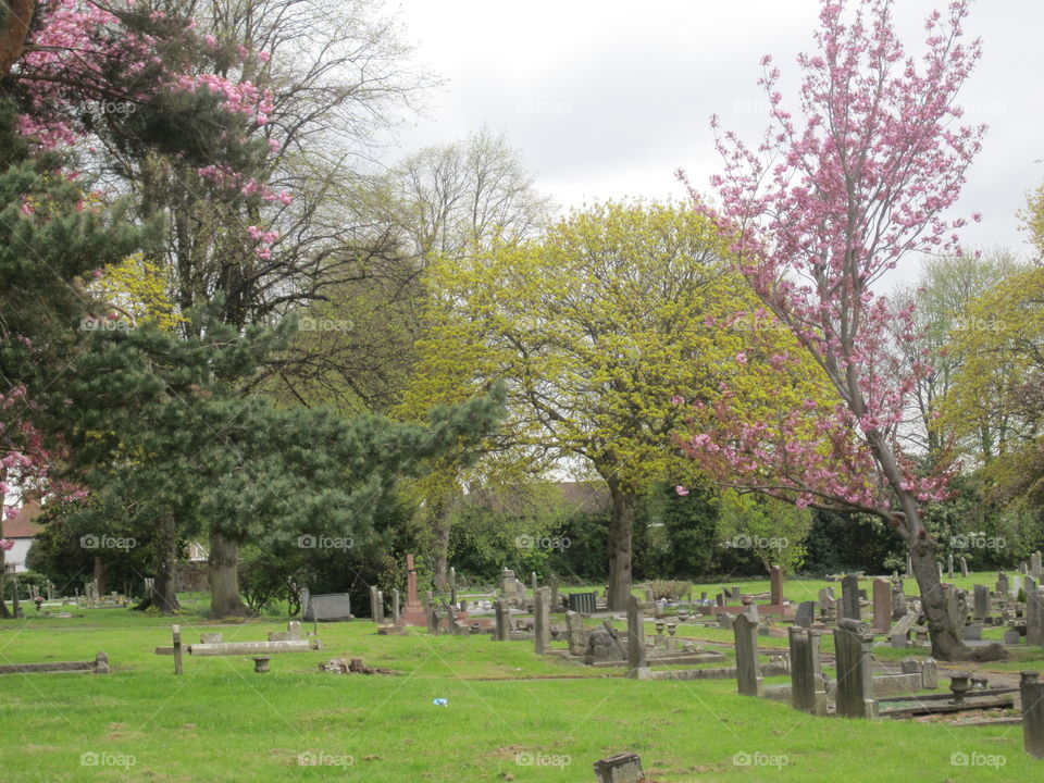 blossoming trees in graveyard