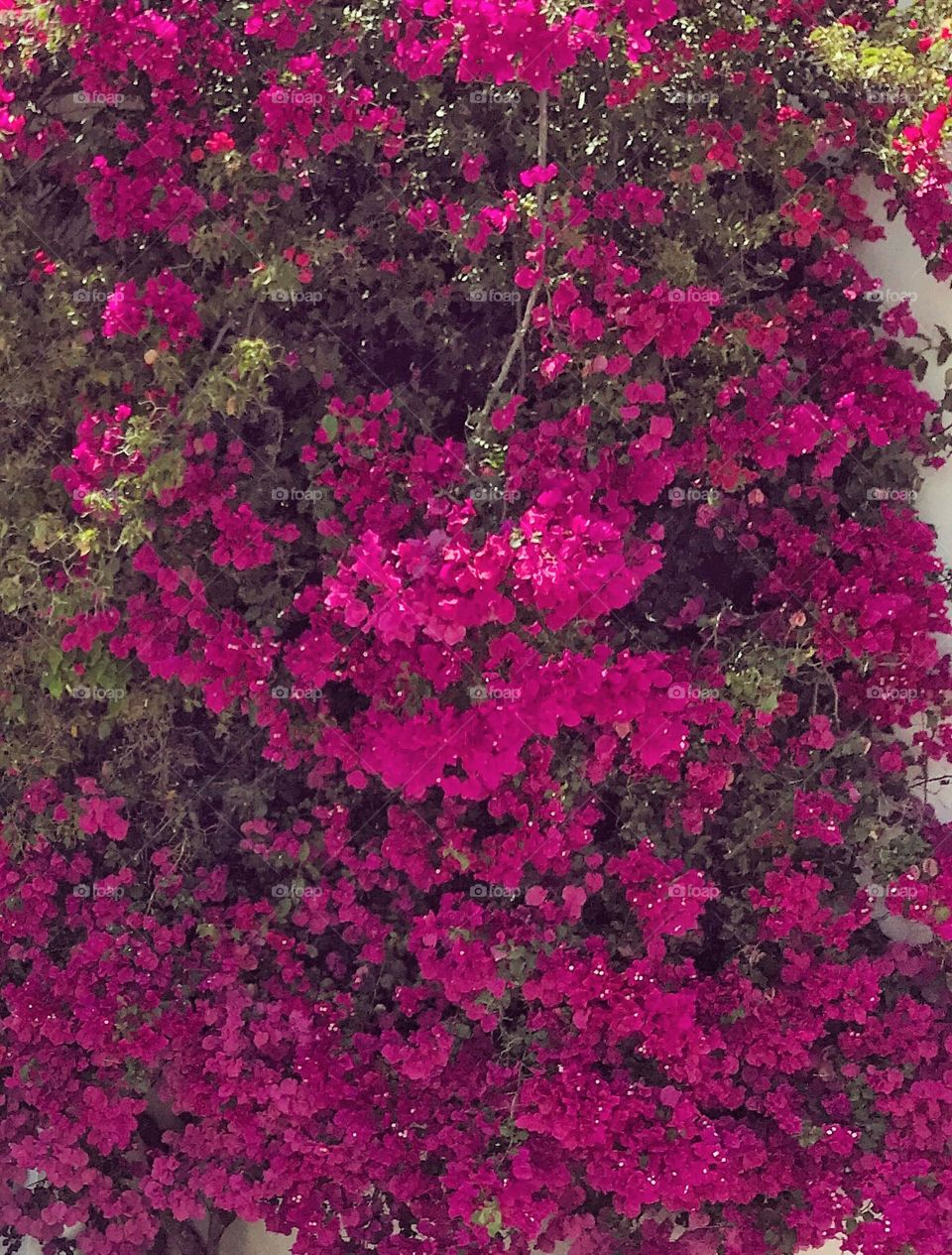 pink flowers of a bougainvillea in Alcoutim town square, Portugal