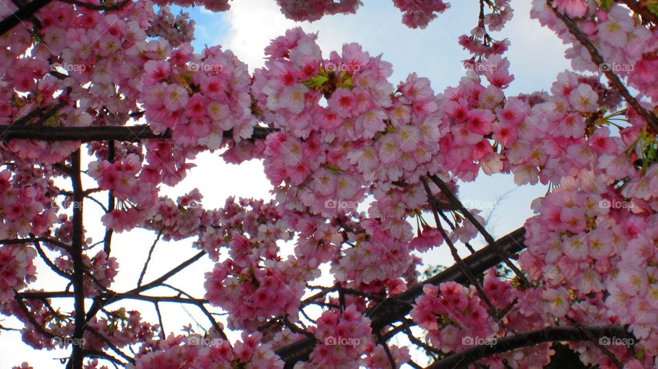 3/22/14 . Cherry blossoms Japan 2014