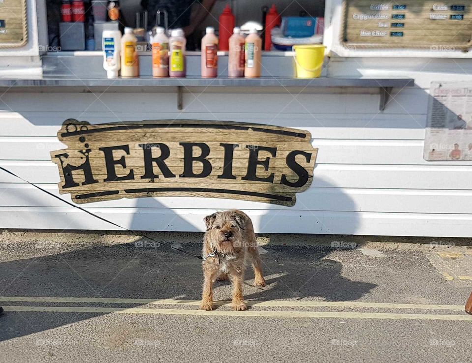 Herbie outside shop in Lyme Regis