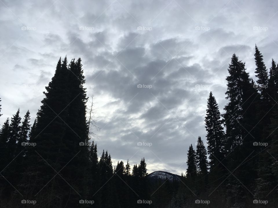 Trees and winter sky, mountain landscapes