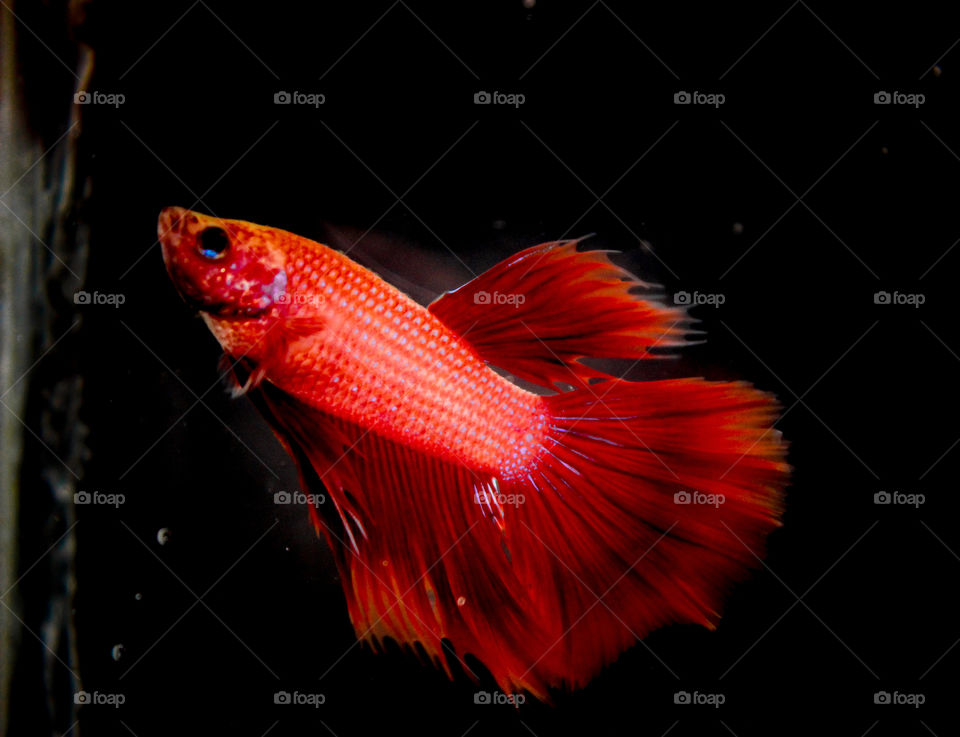 betta fish