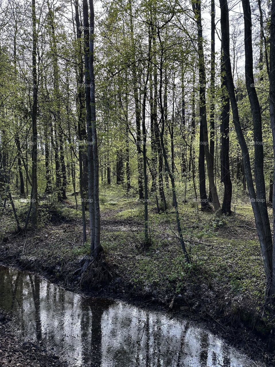 Spring forest trees at the shadows