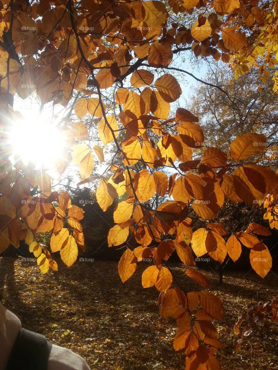 Autumn sun