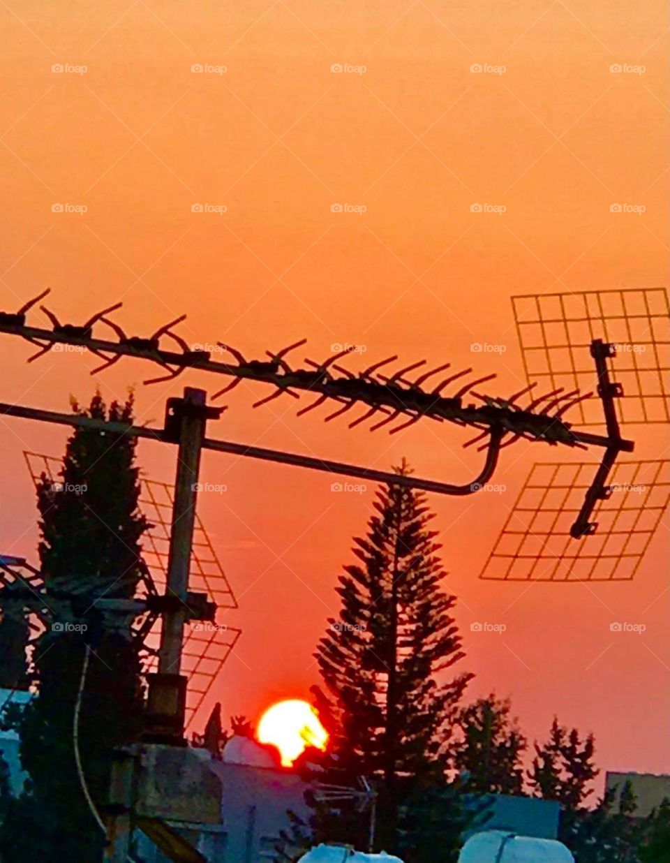 Autumn - still life - magic sunset - magnificent Cyprus Nicosia - Sunset tree 